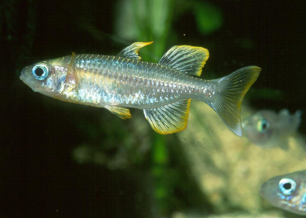 Pseudomugil furcatus